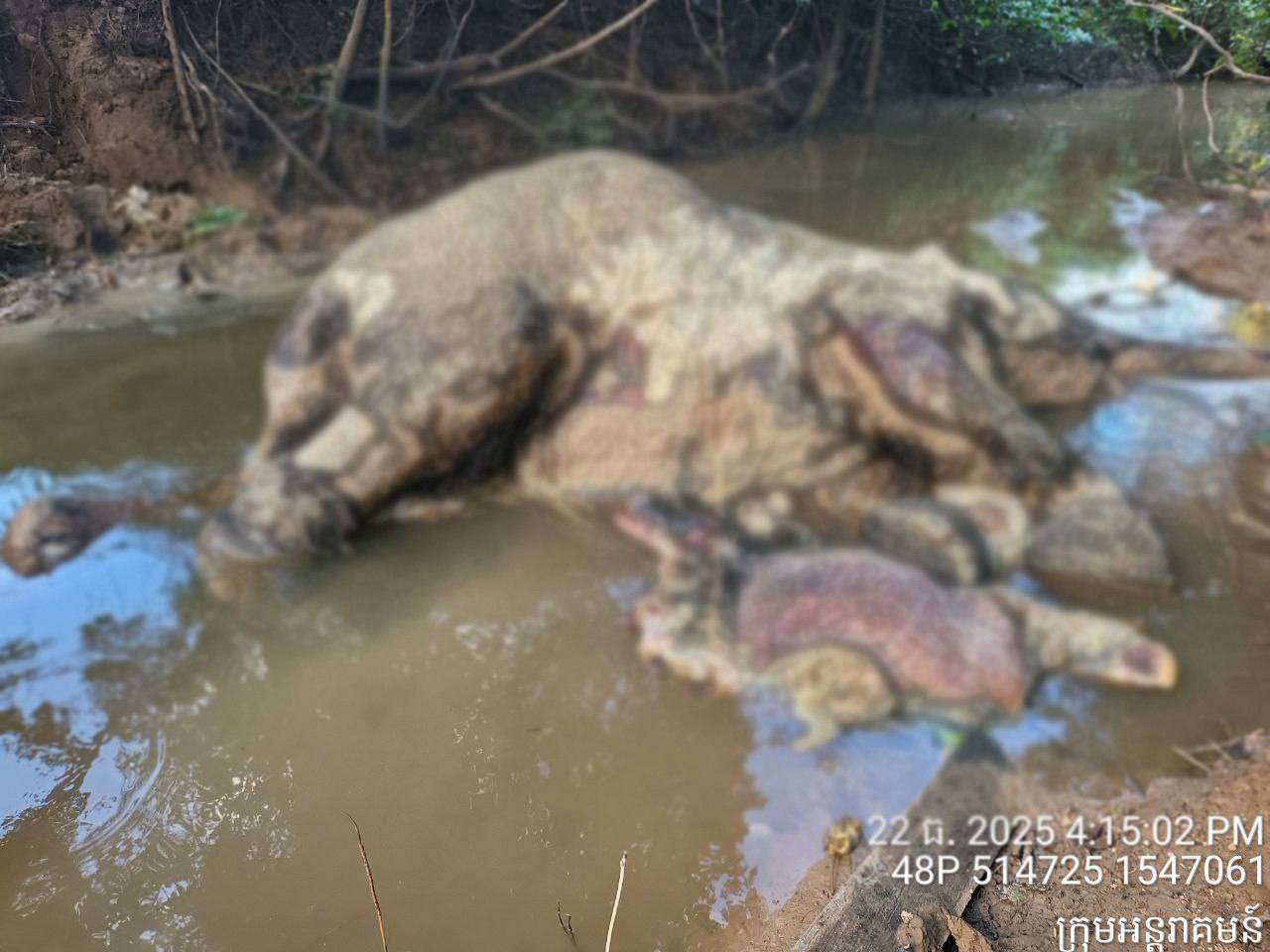 600561735_1196415689346581_6579439115096884770_n